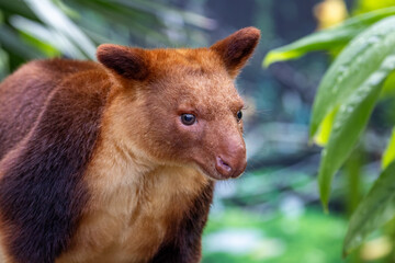 Wall Mural - Goodfellows or ornate tree kangaroo against dense jungle foliage. This arboreal marsupial if found in Papua New Guinea and northern Queensland, Australia, and is endangered in the wild.