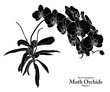 A series of isolated flower in cute hand drawn style. Silhouette Moth Orchids on transparent background. Drawing of floral elements for coloring book or fragrance design. Volume 7.
