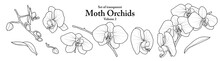 A Series Of Isolated Flower In Cute Hand Drawn Style. Moth Orchids In Black Outline And White Plain On Transparent Background. Floral Elements For Coloring Book Or Fragrance Design. Volume 2.
