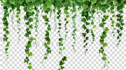 Wall Mural - Detailed set of ivy vines with green leaves hanging on a wall isolated on transparent background. Modern illustration of Hedera plant with green leaves for home interiors, garden landscaping, or