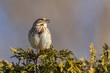 Male song sparrow (Melospiza melodia) singing in spring