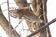 Red-shouldered hawk (Buteo lineatus) nesting