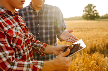 Wall Mural - Two Farmers working with Tablet on wheat field. Smart farming and digital agriculture. 