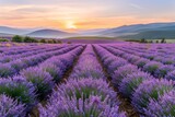Fototapeta Krajobraz - Lavender Field at Sunset, Purple Flowers Landscape, Morning Lavender Fields, Copy Space