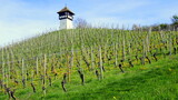 Fototapeta  - großer gepflegter Weinberg bei Meersburg am Bodensee  mit malerischem Rebhäuschen auf dem Berg