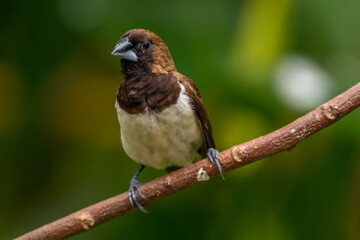 Wall Mural - The Javan munia (Lonchura leucogastroides) is a species of estrildid finch native to southern Sumatra, Java, Bali and Lombok islands in Indonesia.