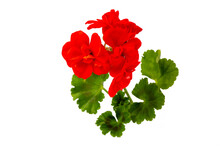 Red Geranium Flower On The White Background
