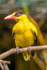 Wall Mural - The black-naped oriole is medium-sized and overall golden with a strong pinkish bill and a broad black mask and nape