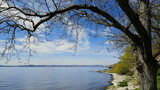 Fototapeta  - romantischer Blick entlang des Ufers am Bodensee mit gekrümmten Baum und hellem Kies bei blauem Himmel