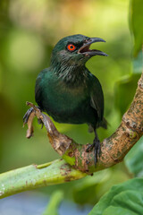 Poster - The Asian glossy starling (Aplonis panayensis) is a species of starling in the family Sturnidae. It is found in Bangladesh, Brunei, India, Indonesia