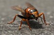 macro of a fly bug