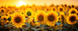Field of sunflowers with the sun setting in the background, casting a golden glow on the flowers.