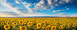 Field of sunflowers with the sun setting in the background, casting a golden glow on the flowers.