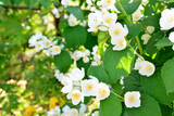 Fototapeta Kwiaty - a jasmine bush with white flowers isolated wallpaper