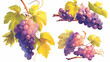 Conjunto de uvas roxas no fundo branco - Ilustração