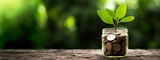 Fototapeta  - A green plant grows in jar of coins on a wooden table with background of green trees in blur. Copy space, wide banner. Shallow depth of field