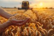 A hand holding a bunch of ripe golden wheat grains with a harvesting combine in the background during sunset