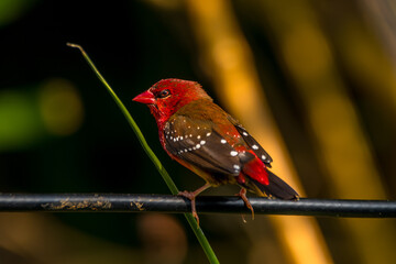 Wall Mural - The red avadavat, red munia or strawberry finch, is a sparrow-sized bird of the family Estrildidae. It is found in the open fields and grasslands of tropical Asia and is popular as a cage bird due to 