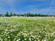 green white field with chamomile under blue sky near Virovitica town - Croatia