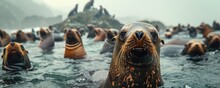 View Of Sea Lions