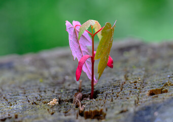 Wall Mural - a tree has found a place to grow inside the rotting stump of a tree cut down years ago. life finds a