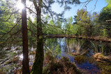 Fototapeta Zachód słońca - Coquibus pond in Fontainebleau forest