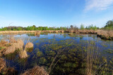 Fototapeta Zachód słońca - Pond in the Coquibus heather land