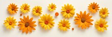 Yellow Flowers On White Background