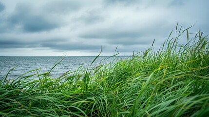 Poster - Tall grass by lake with cloudy sky