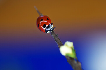 Wall Mural - Ladybug on a blooming flower