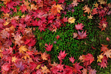 Wall Mural - Red maple leaves on the fresh wet moss in Japan
