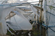 damage on the farm caused by wind , torn foil fro the tunnel structure