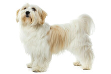 Coton De Tulear Dog Standing Isolated On Transparent Background