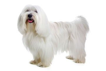 Wall Mural - Coton de tulear dog standing isolated on transparent background