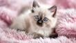 Kitten with striking blue eyes on pink blanket
