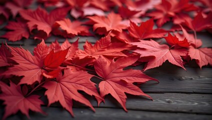 Wall Mural - Beautiful macro scene of Red maple leaves, intensive colors, on a dark wooden table background, autumn foliage, Canadian style, element, decoration   