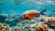 Colorful fish swim ocean coral reefs