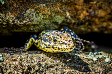 Wall Mural - lizard on a rock