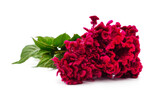 Fototapeta Zwierzęta - Amaranth with red flowers.