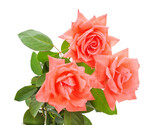 Fototapeta Psy - Three orange roses.