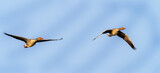 Fototapeta Londyn - pair of greylag geese in flight against the blue sky