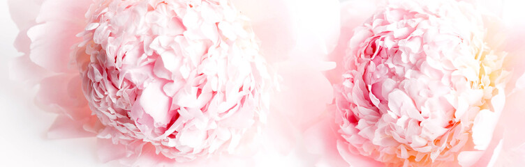 Wall Mural - romantic banner, delicate white peonies flowers close-up. fragrant pink petals. beauty, wedding, mot
