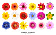 Beautiful colorful summer flowers collection isolated on white background.