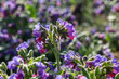 Spring wild flower Pulmonaria officinalis,  Common Lungwort in nature at springtime.