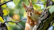 Squirrel sitting on tree branch