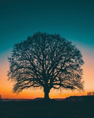 Poster - silhouette of a tree in the sunset