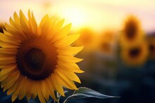 A Close Up Of A Sunflower