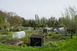 Fototapeta Miasto - plants in a shared public city allotment.  fertile and arable space used to grow fruit and vegetables produce using outdoors ground soil and greenhouses with shed on site in Lier Belgium 