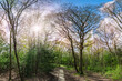 Panoramic view of a beautiful forest with trees illuminated by the sunset in Scadbury Park, Chislehurst village, London