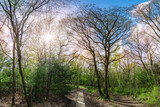 Fototapeta Desenie - Panoramic view of a beautiful forest with trees illuminated by the sunset in Scadbury Park, Chislehurst village, London